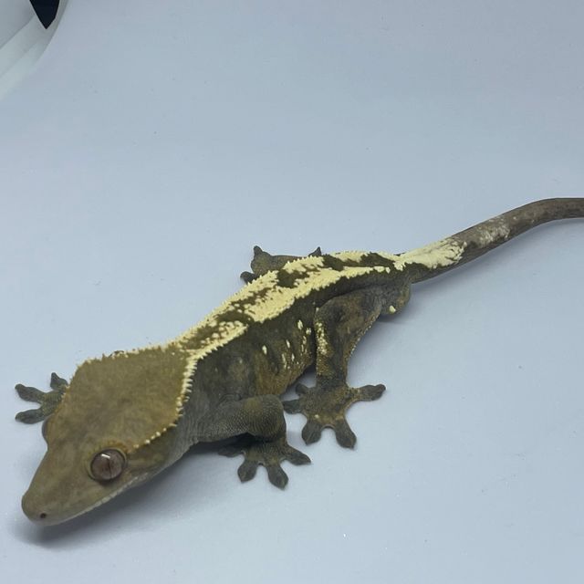 세이블