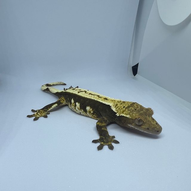 노멀