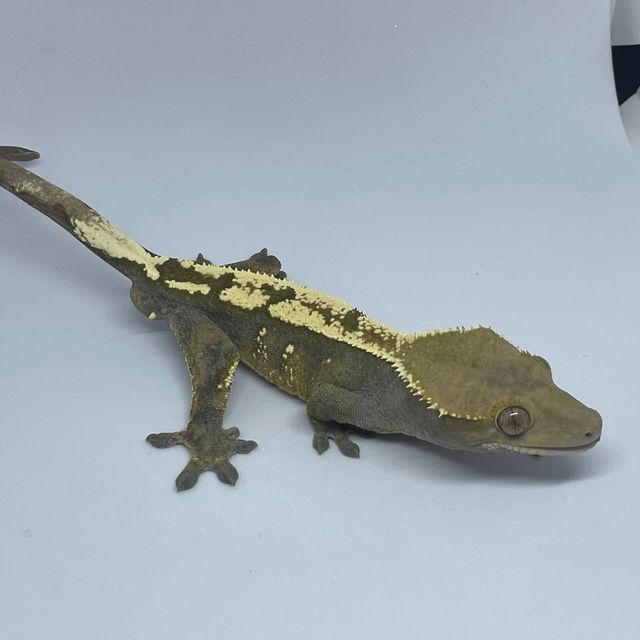 세이블