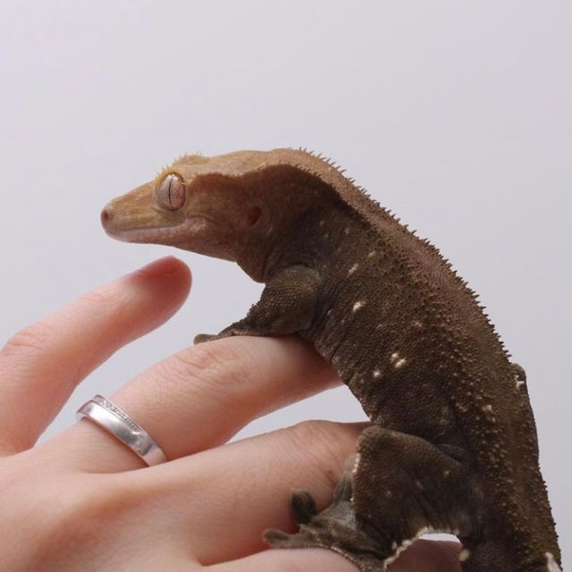 아잔틱
