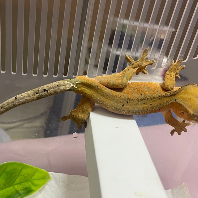 카푸치노
