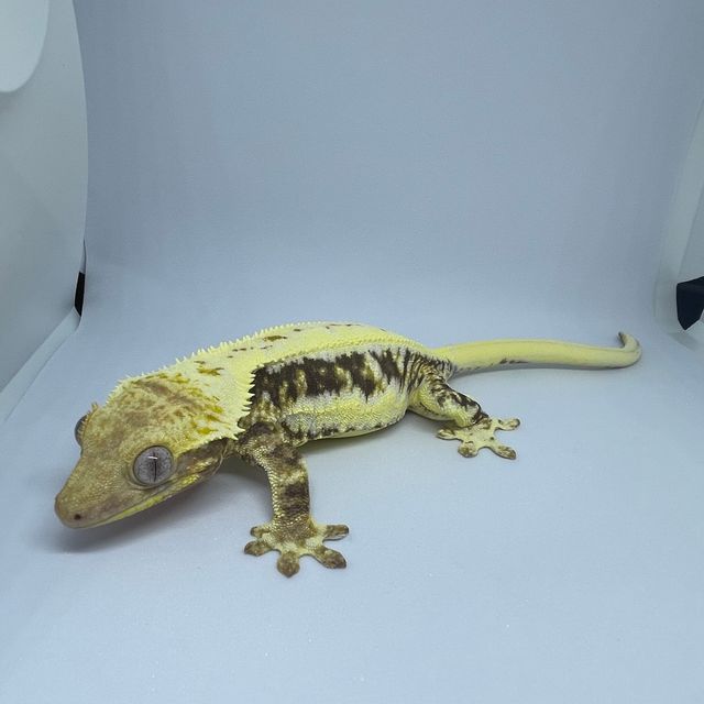 릴리화이트