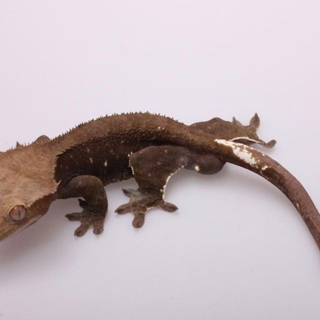 아잔틱