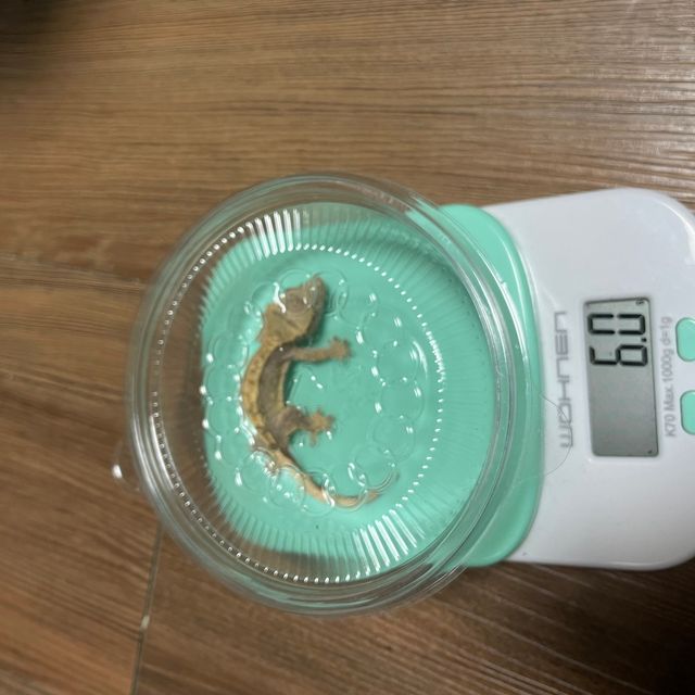 100%헷아잔틱