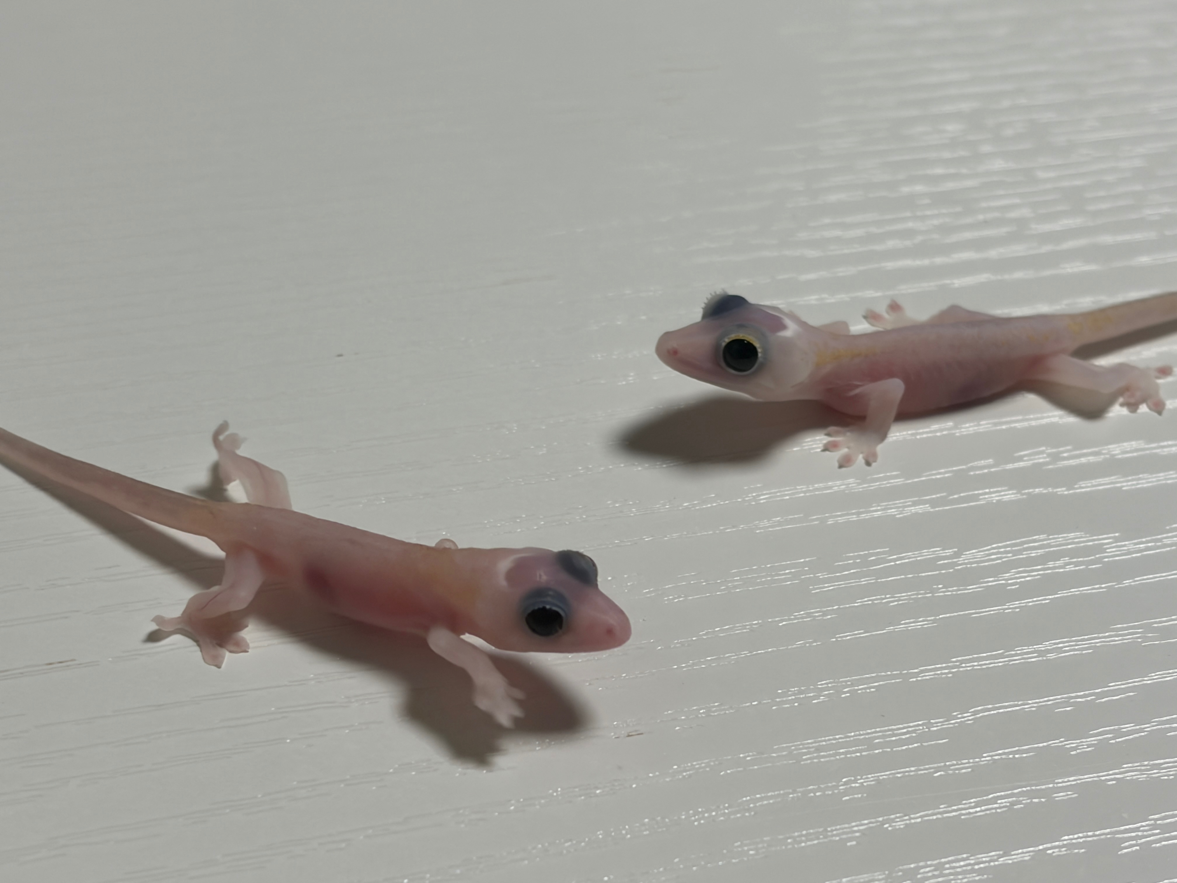 크레배