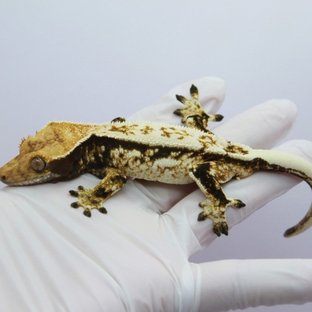 화이트핀 트라이