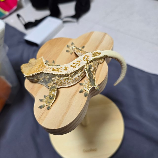 화이트핀 트라이