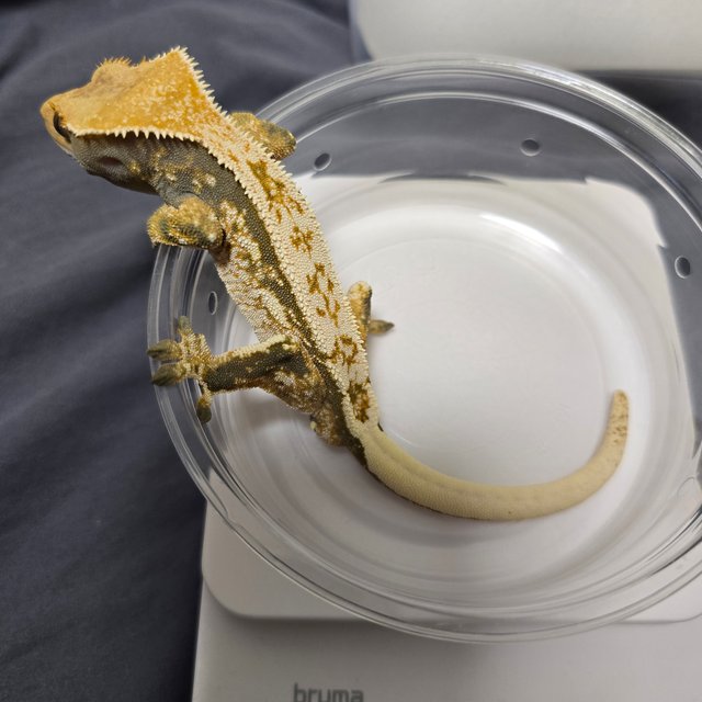 화이트핀 트라이