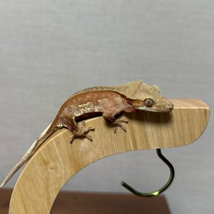 레드 바이 화이트포트홀