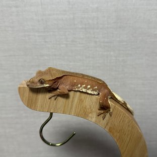 레드 바이 화이트포트홀