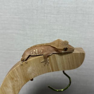 레드 바이 화이트포트홀