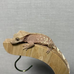 레드 바이 화이트포트홀