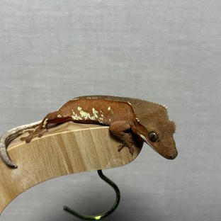 레드 바이 화이트포트홀