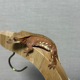 레드 바이 화이트포트홀