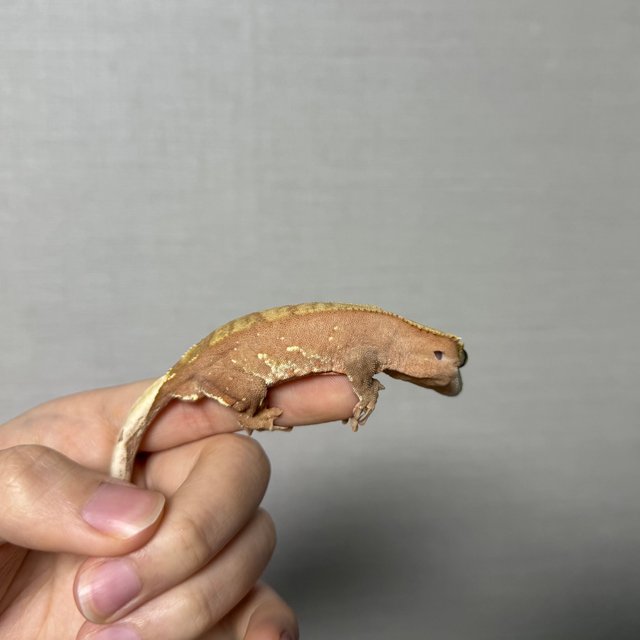 레드 바이 화이트포트홀