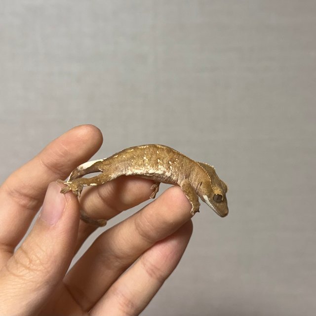 레드 바이 화이트포트홀