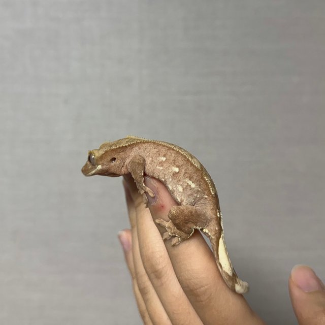 레드 바이 화이트포트홀