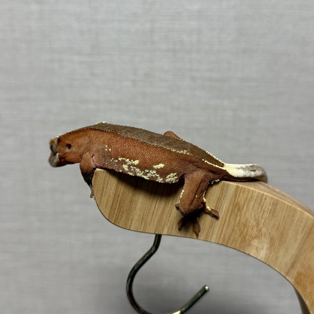 레드 바이 화이트포트홀