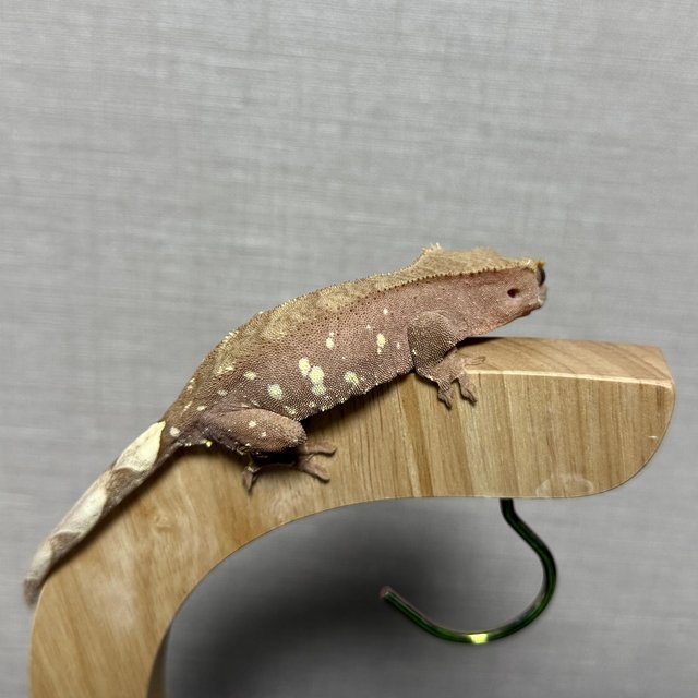 레드 바이 화이트포트홀