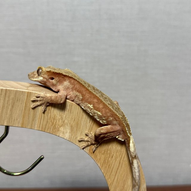 레드 바이 화이트포트홀