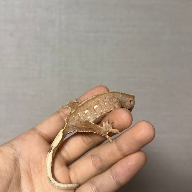 레드 바이 화이트포트홀