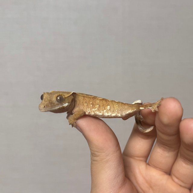 레드 바이 화이트포트홀