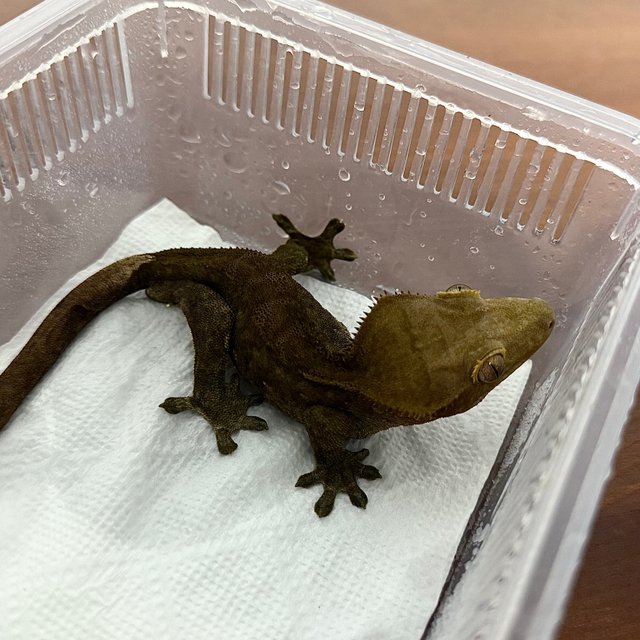 다크 벅스킨 팬텀