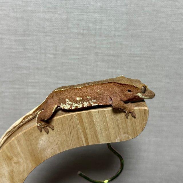 레드 바이 화이트포트홀