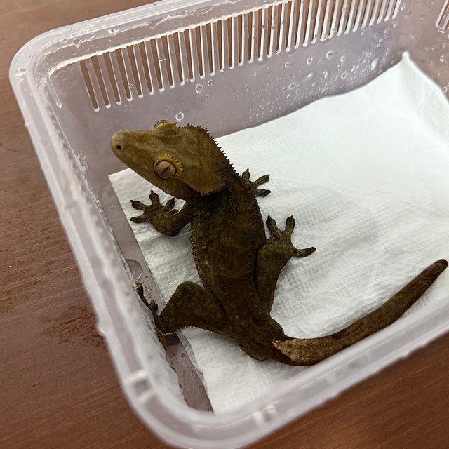 다크 벅스킨 팬텀