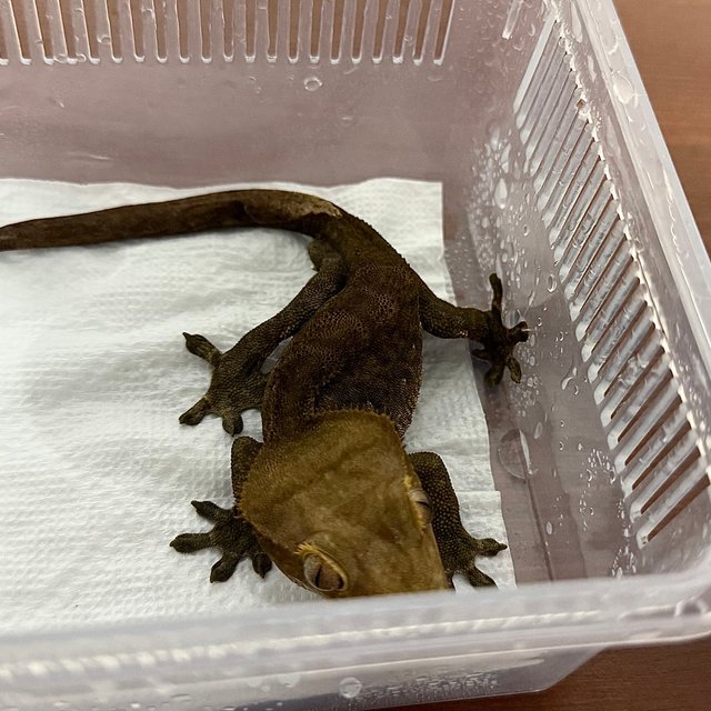 다크 벅스킨 팬텀