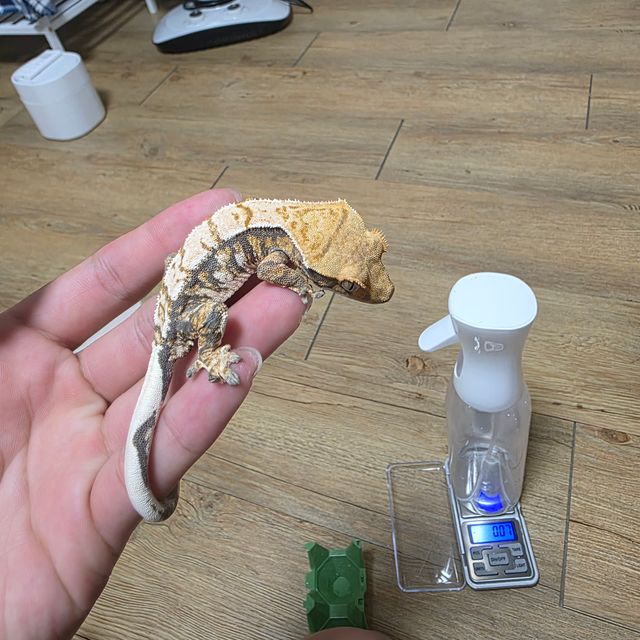 트라이 익스트림할리퀸