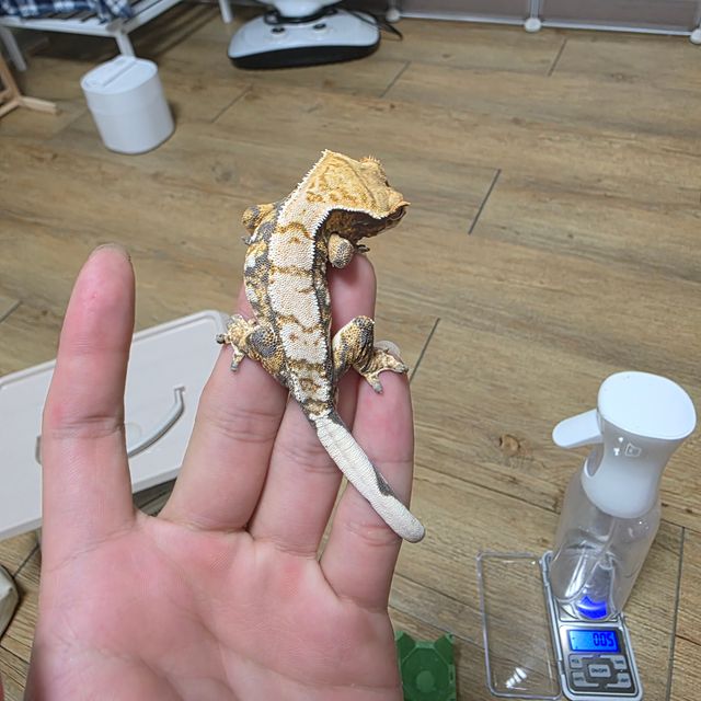 트라이 익스트림할리퀸
