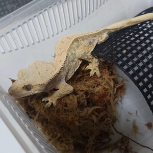 풀핀 익스트림할리퀸