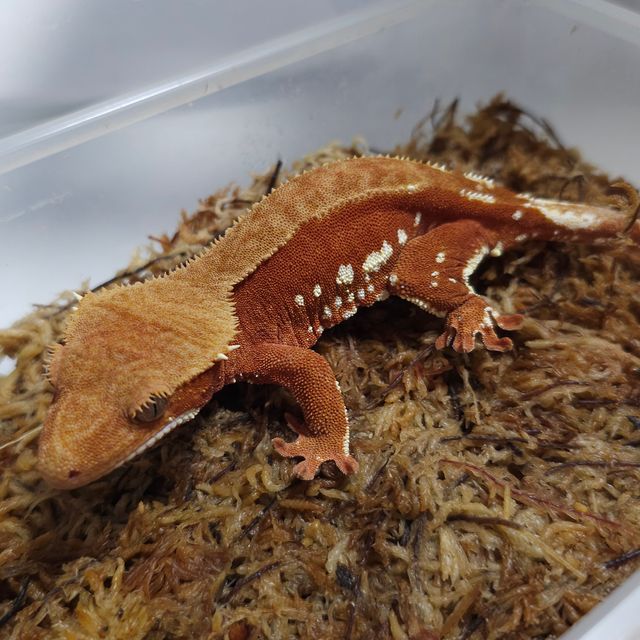 레드 바이 화이트포트홀