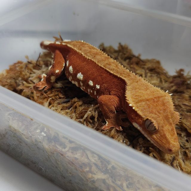 레드 바이 화이트포트홀