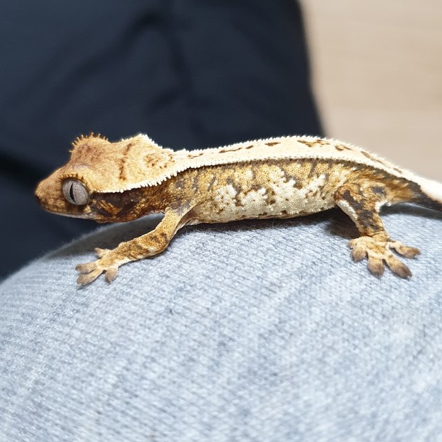 트라이 화이트스팟 풀핀