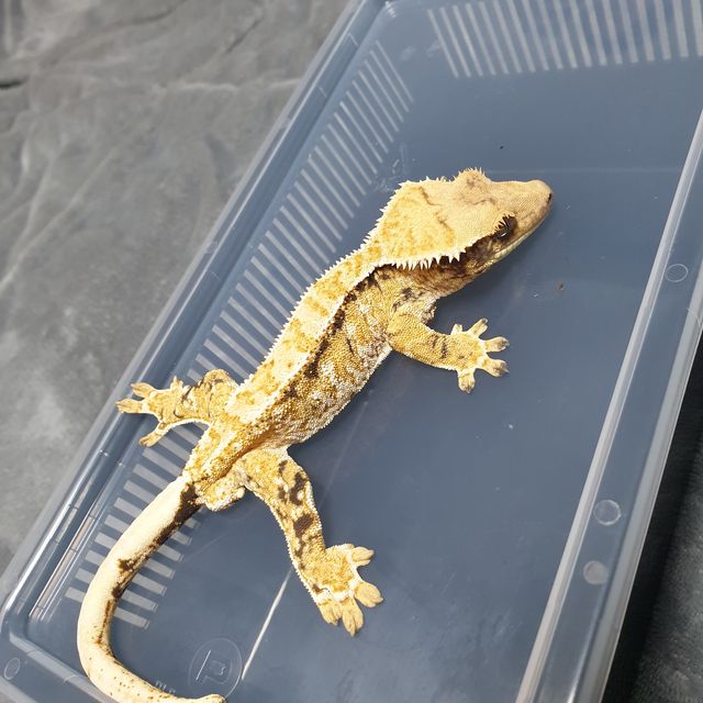 트라이 화이트스팟 드리피