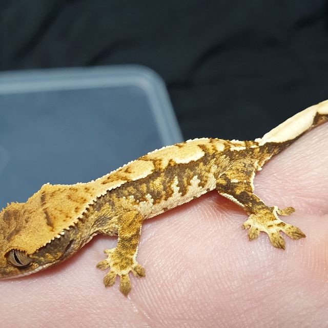 트라이 화이트스팟