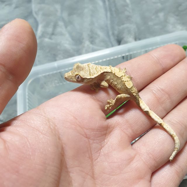 트라이 할리퀸