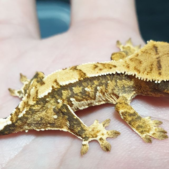 트라이 화이트스팟