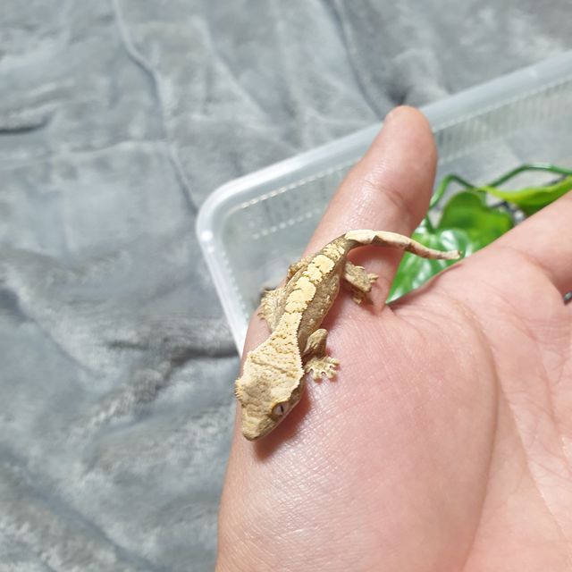 트라이 할리퀸