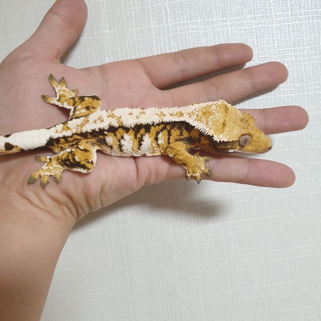 트라이 익스트림할리퀸