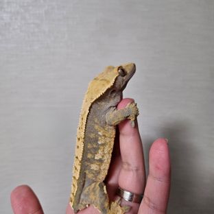 두다