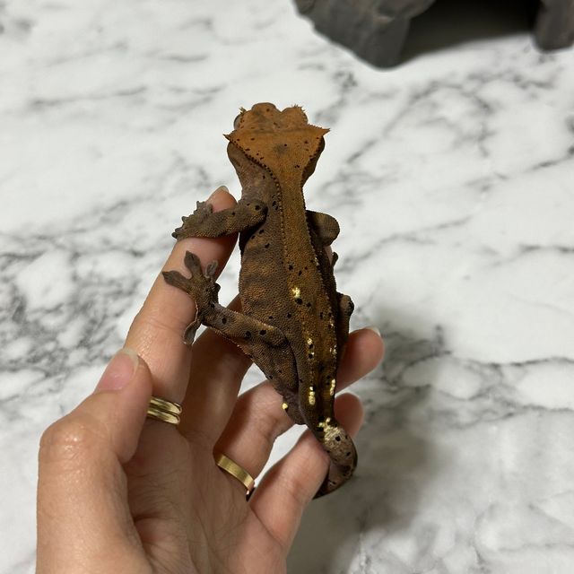 카푸치노
