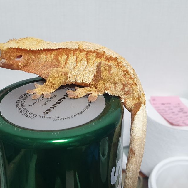 레드 익스트림할리퀸