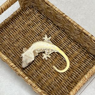 릴리화이트 크림시클