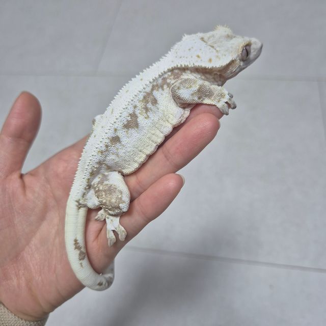 릴리화이트