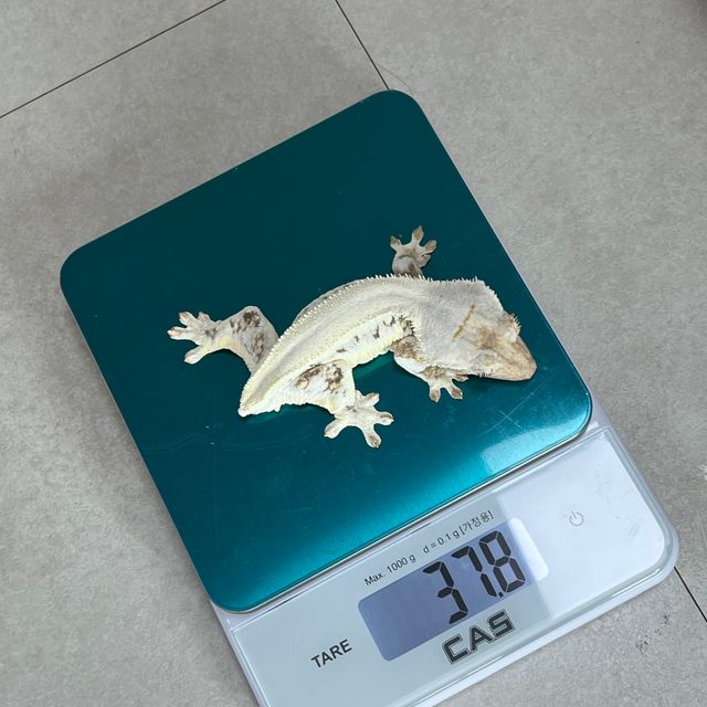 릴리화이트