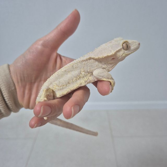 릴리화이트 팬텀