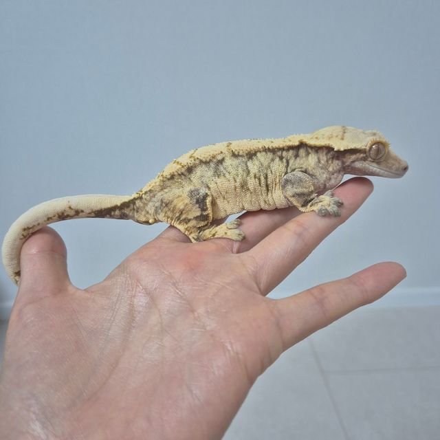 트라이